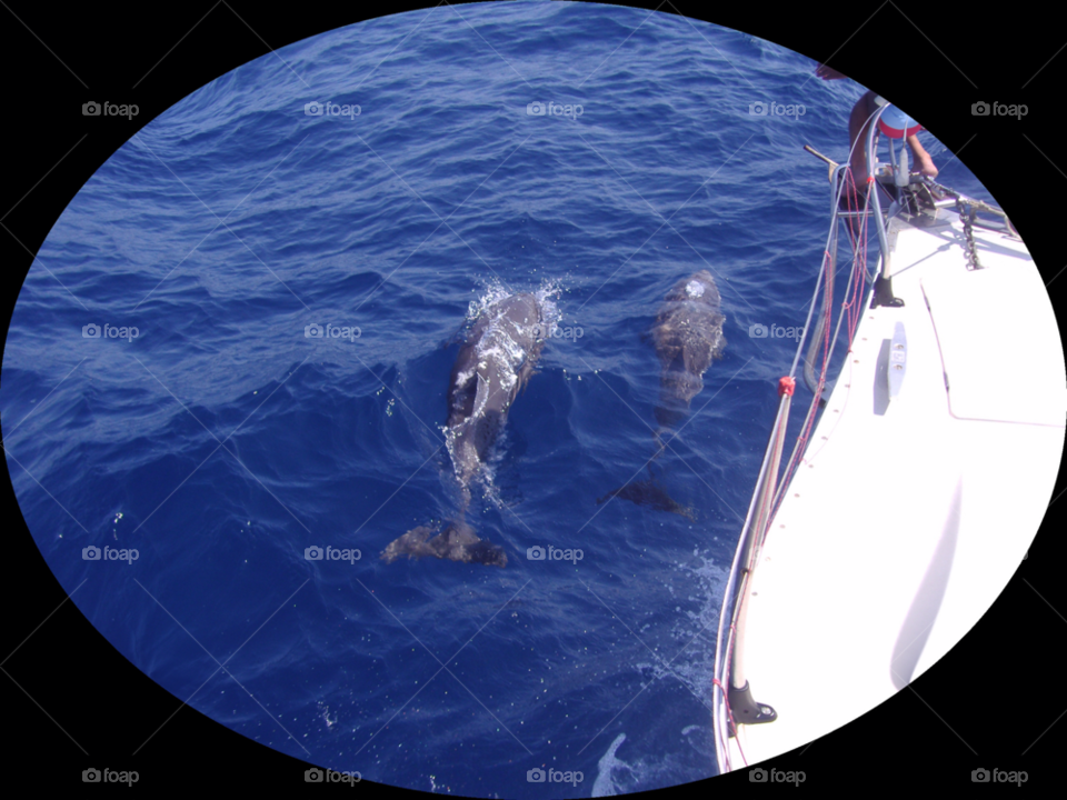 xalkidiki dolphin and sailing by jnen