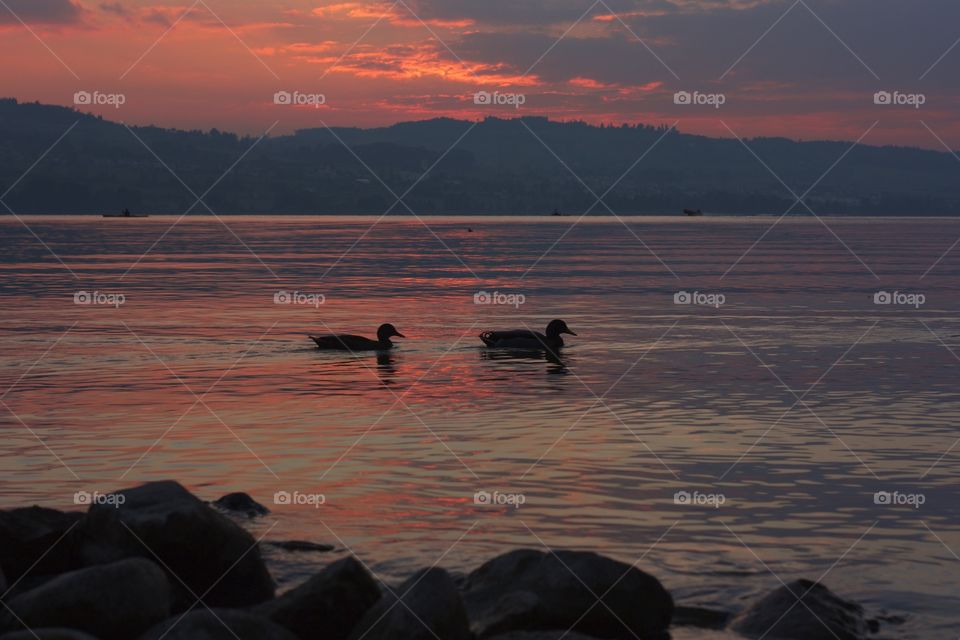 Two birds swimming in the lake