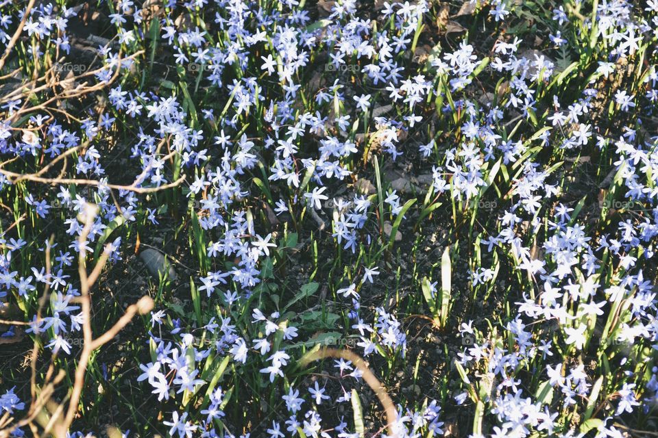 Blue flowers