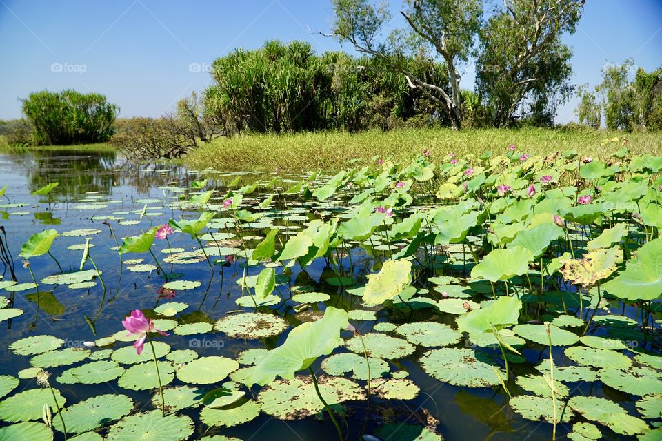 Corroboree Billabong