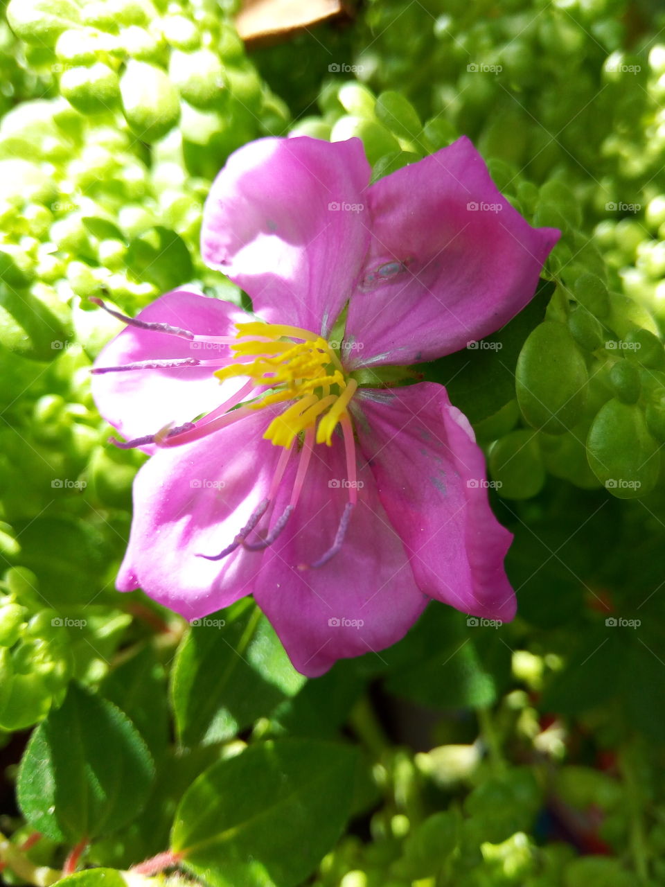 magenta colored petals