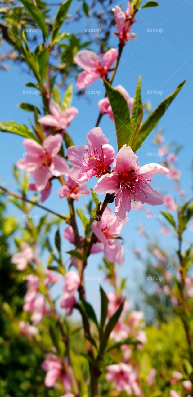 Cherry blossoms