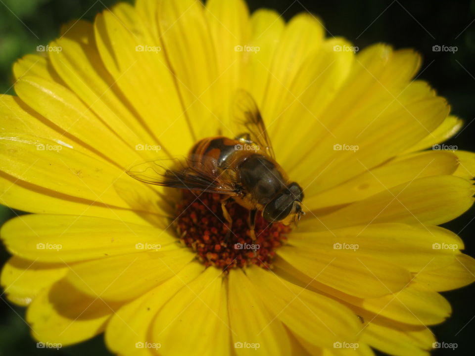 Bee flower...