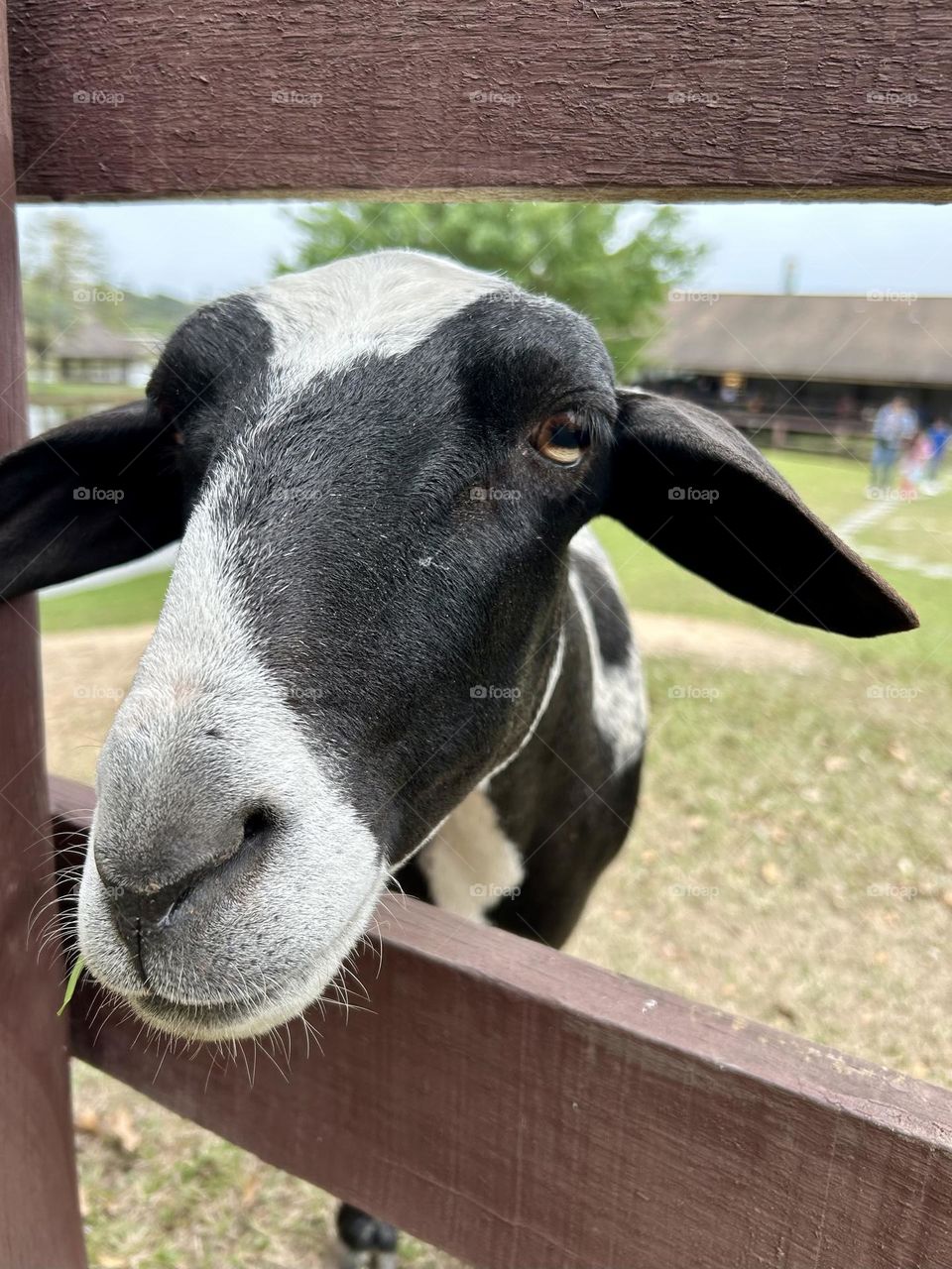 goat selfie