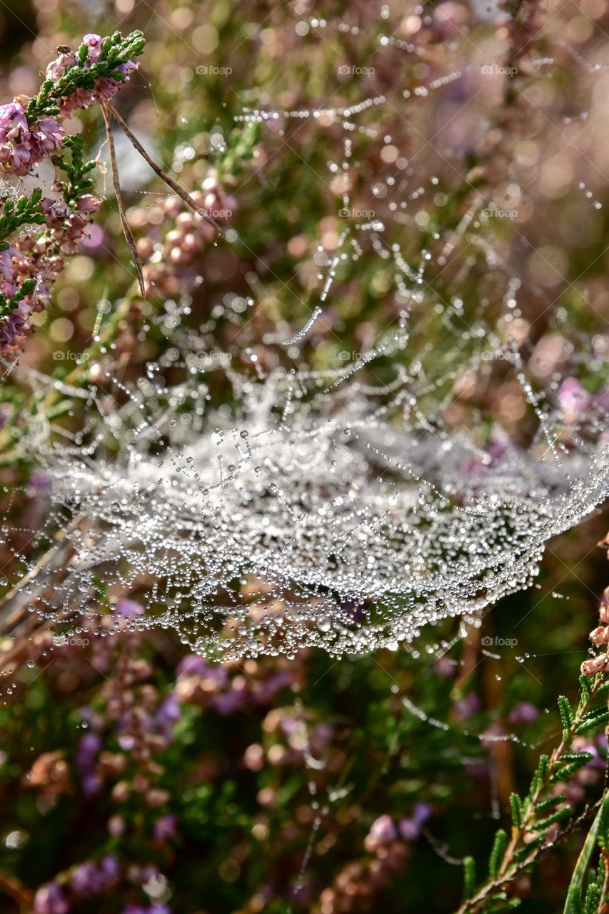 Autumn in the Netherlands