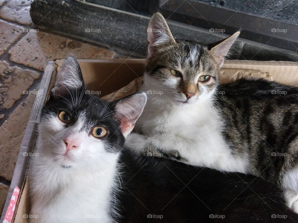 Cat, Kitten, Cute, Pet, Portrait