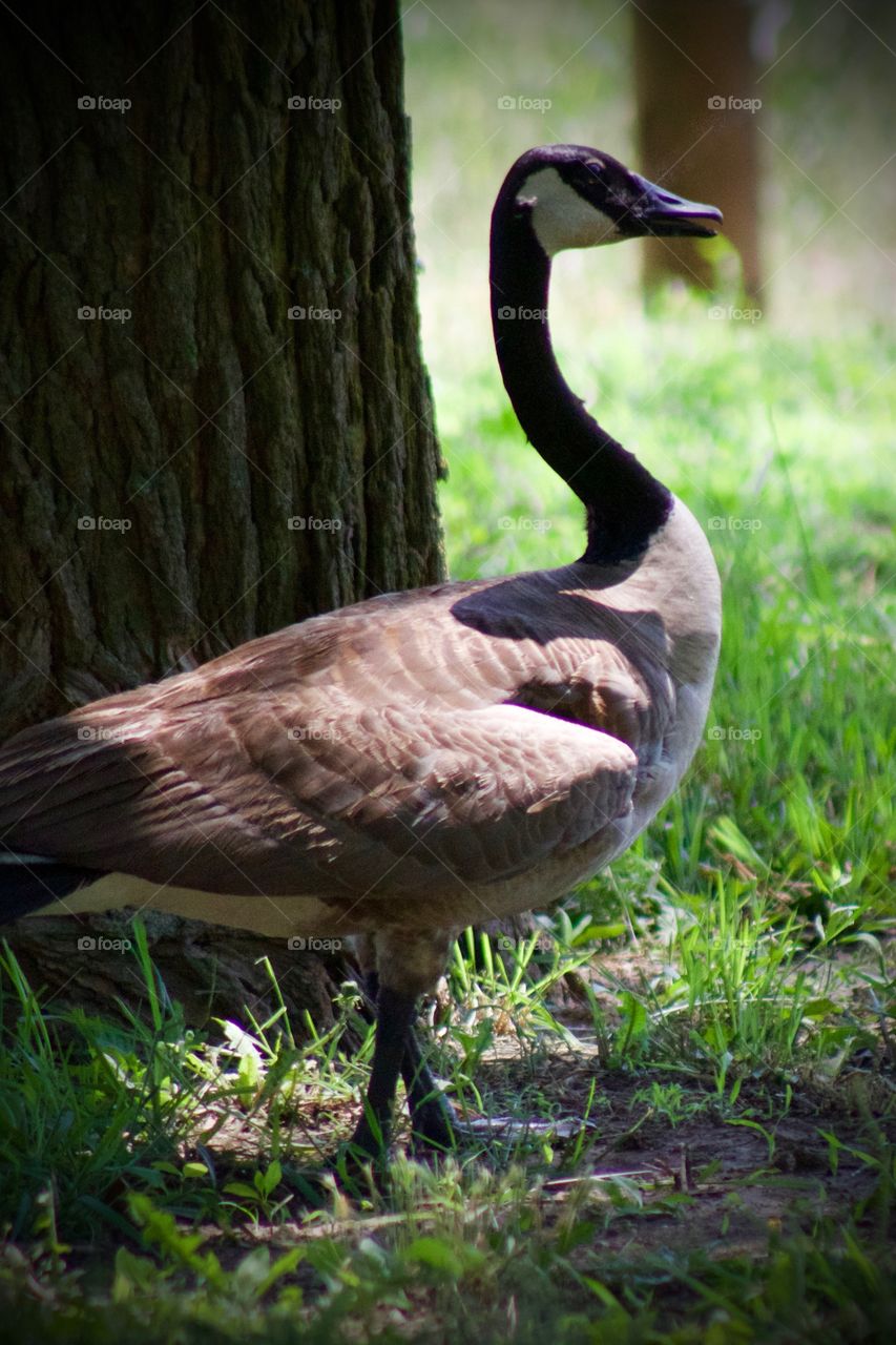 A Canadian goose in the shade of a large tree enjoying the breeze