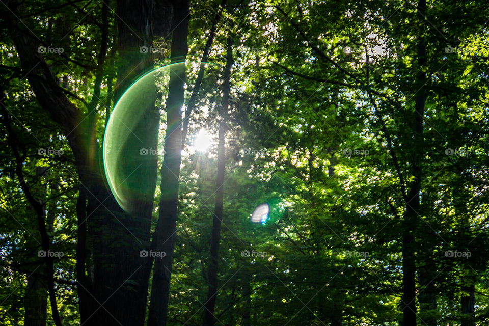 Lens flare in the forest