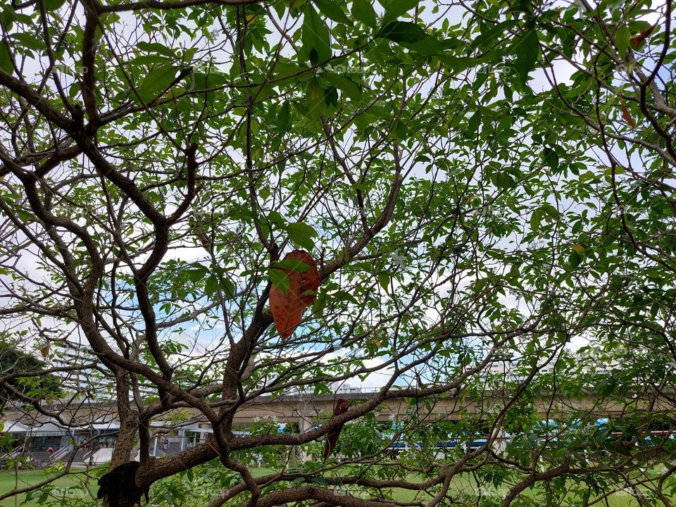 a falling leaf stuck in a tree