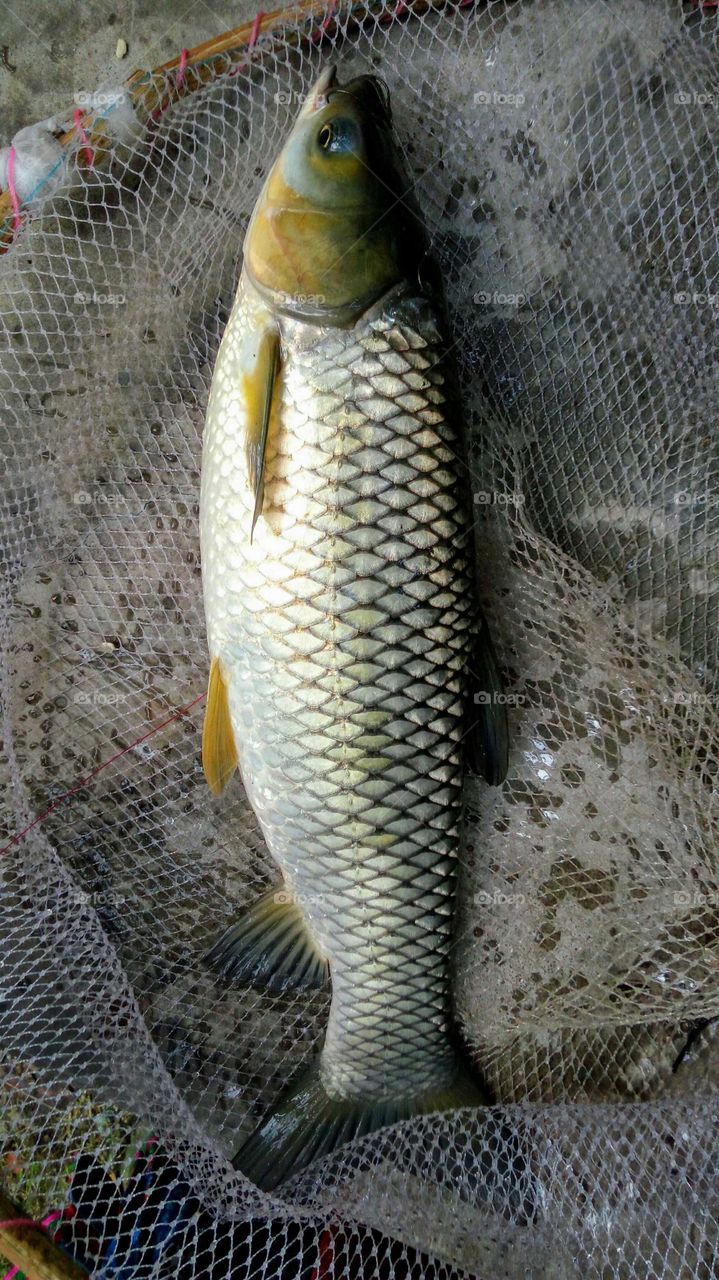 Grass carp fish.. From a rural pond