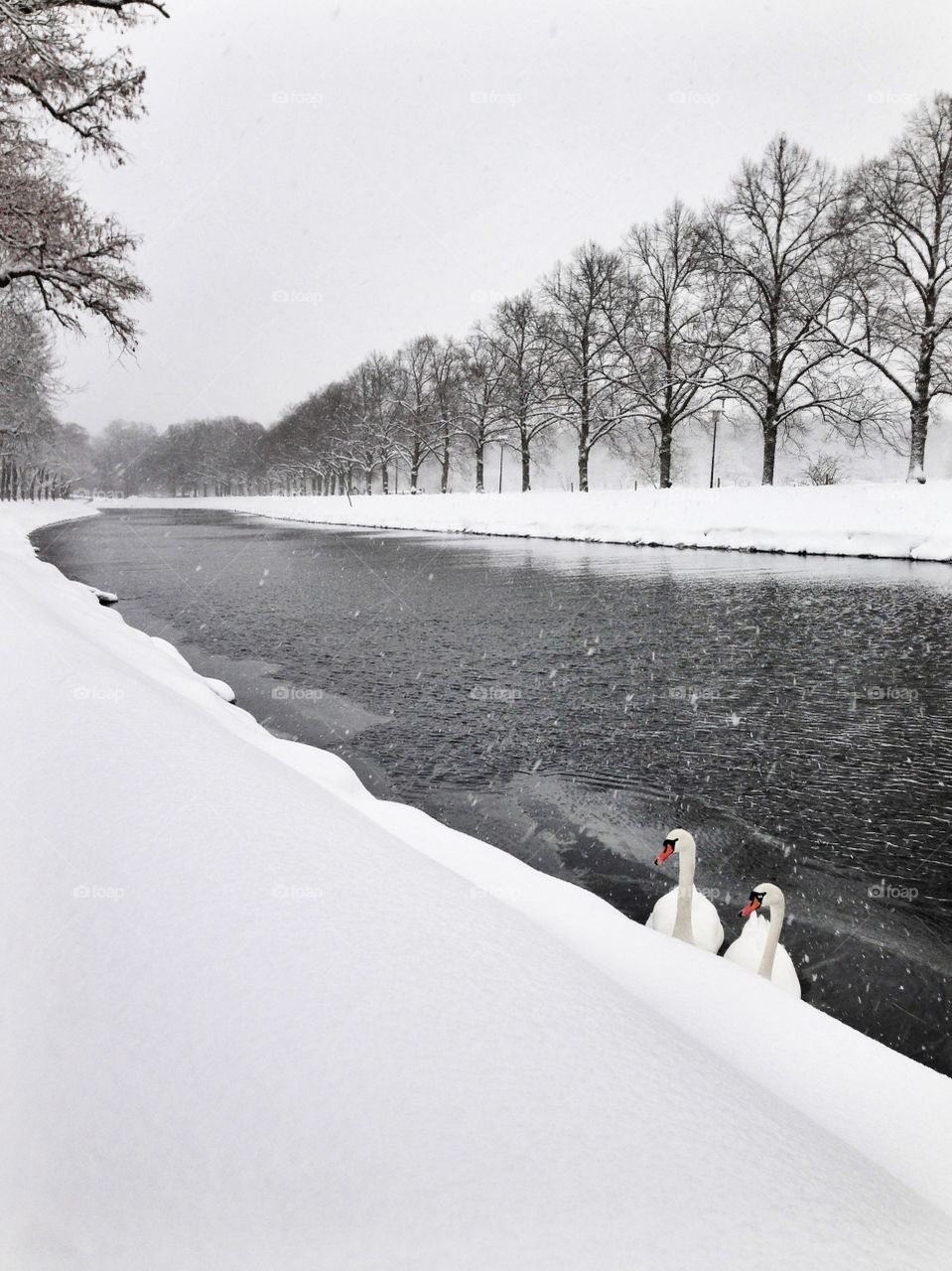 Aa bit disturbed about the argument that I had earlier with my friend, I had to get out and walk my dog. The anger inside grew because of the cold weather and the snowing in my eyes. I kept walking further and further to clear my thoughts. Then these two noble swans showed up, the silence was incredible. Despite my freezing hands I managed to capture this moment with my phone. A grey(literally)cold day turned in to a beautiful memory that I now always look back to and smile, with this photo.
