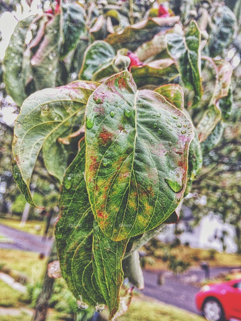 High angle view of leaf