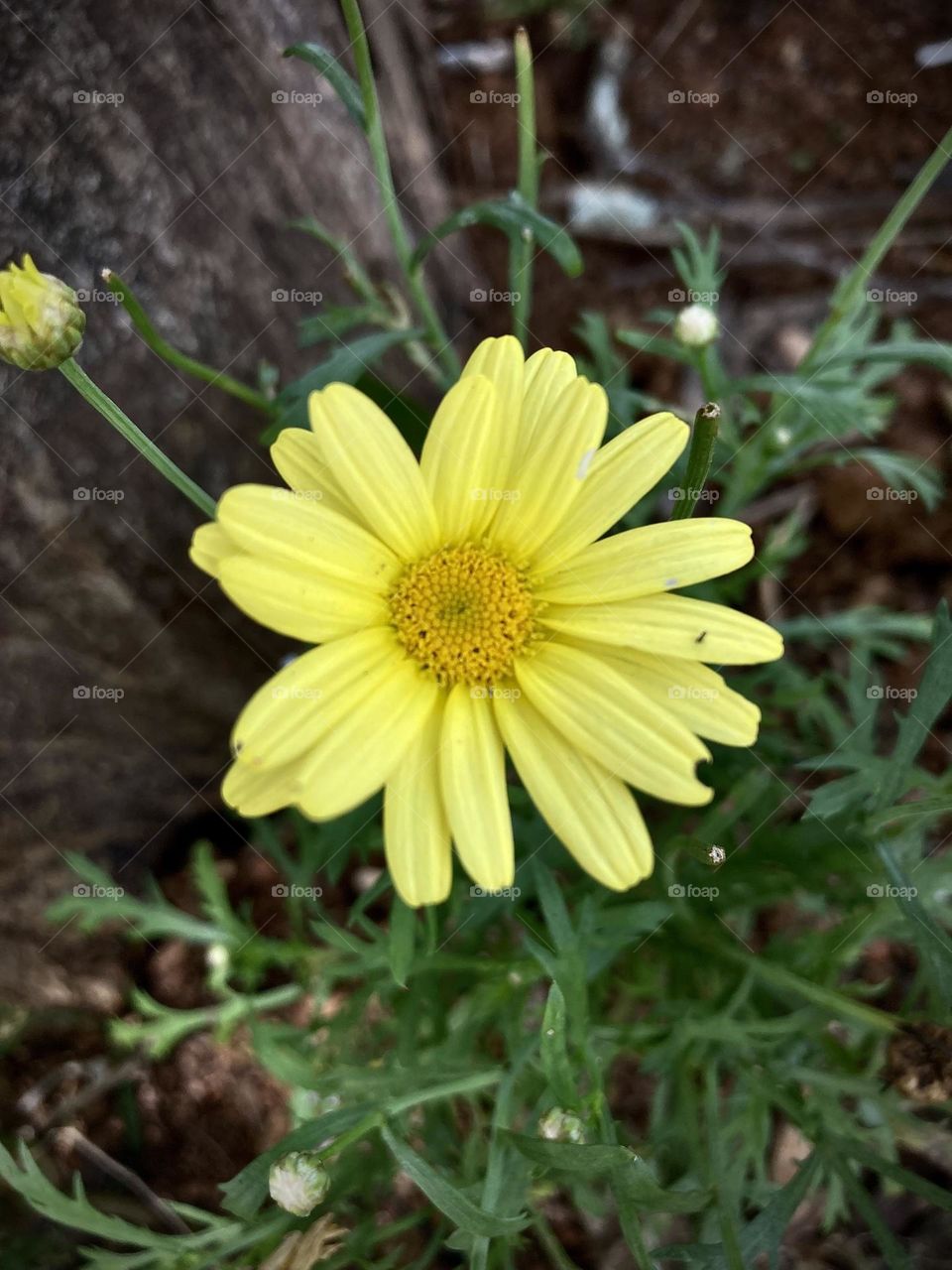 🌹 🇺🇸 Very beautiful flowers to brighten our day.  Live nature and its beauty. Did you like the delicate petals? / 🇧🇷 Flores muito bonitas para alegrar nosso dia. Viva a natureza e sua beleza. Gostaram das pétalas delicadas? 