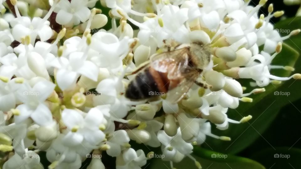 Perfection of nature, the bee.