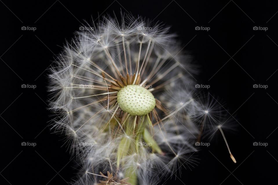 Dandelion flower on black background