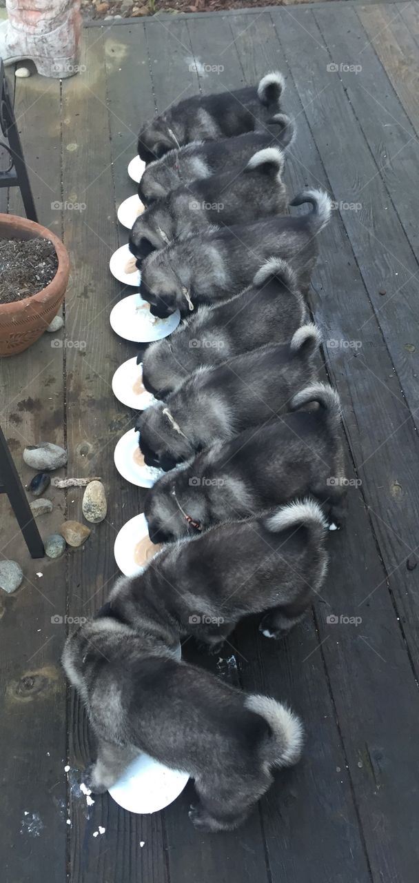 Elkhound dinner time 