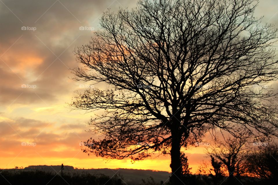 Silhouette of trees at sunset