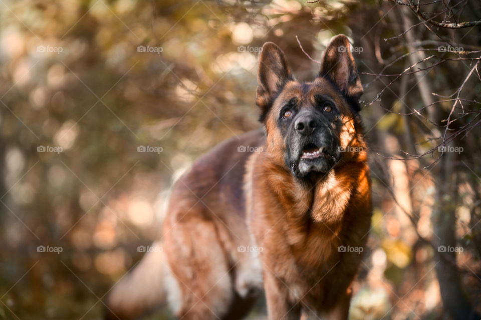 German shepherd dog portrait at autumn park