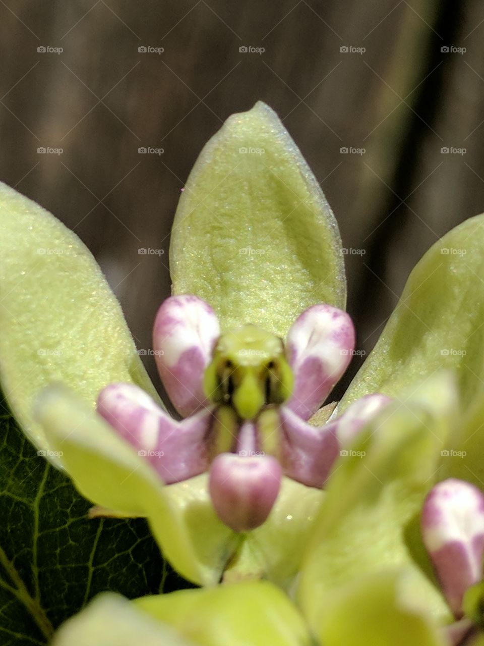 unusual close up