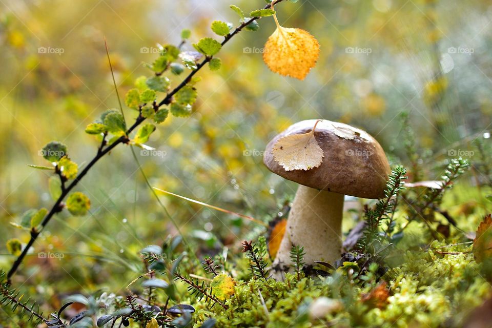 mushoom makro love tundra love fall