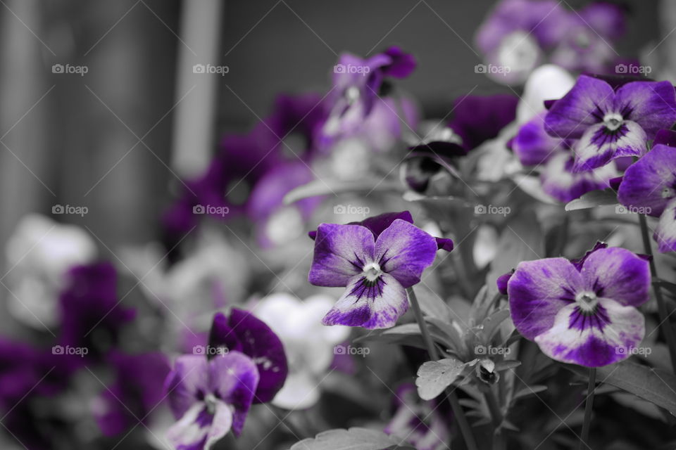 one point colour of some pansies