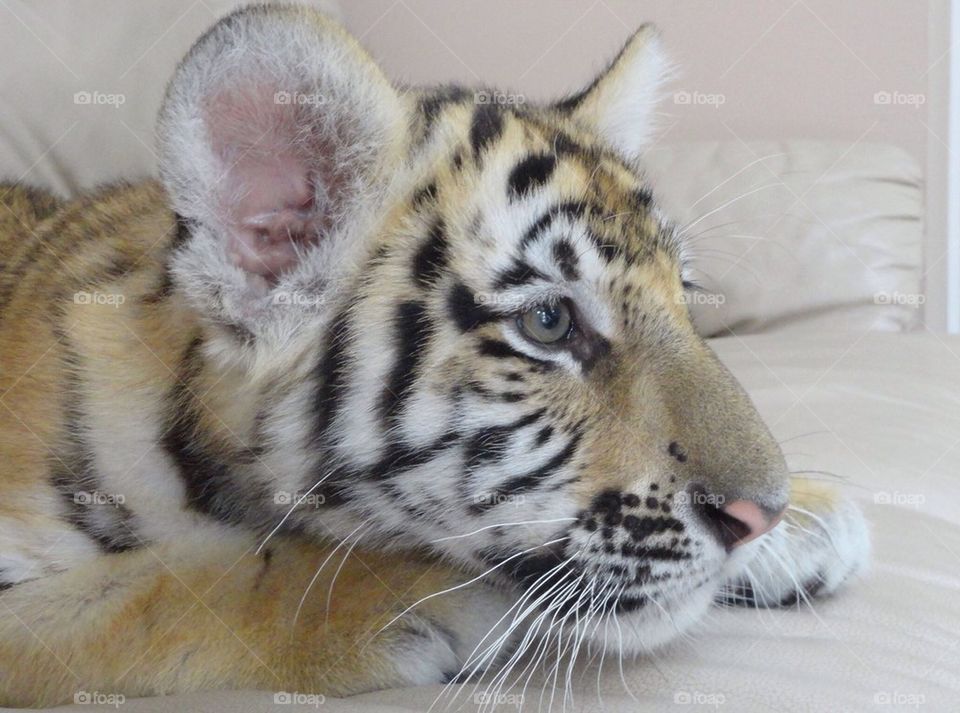Tiger cub 3