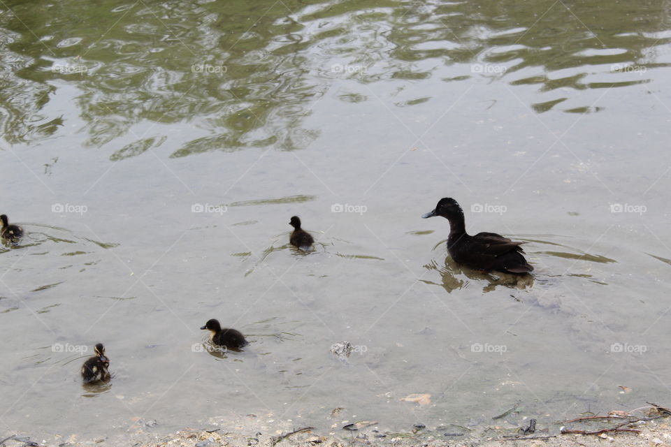 Mom duck and hers babies.
