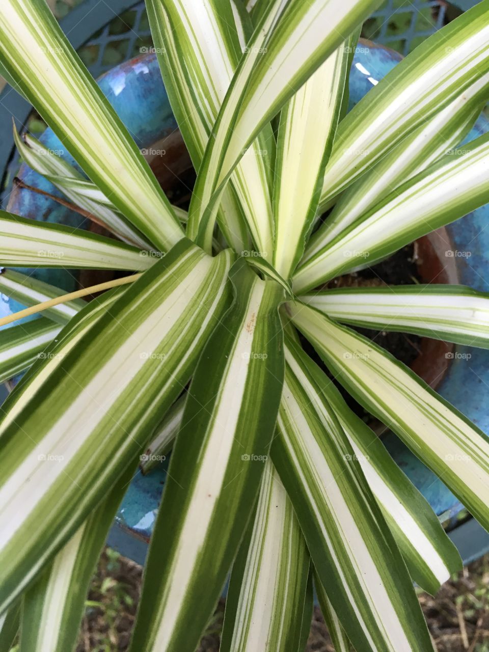 Spider plant in the pot 