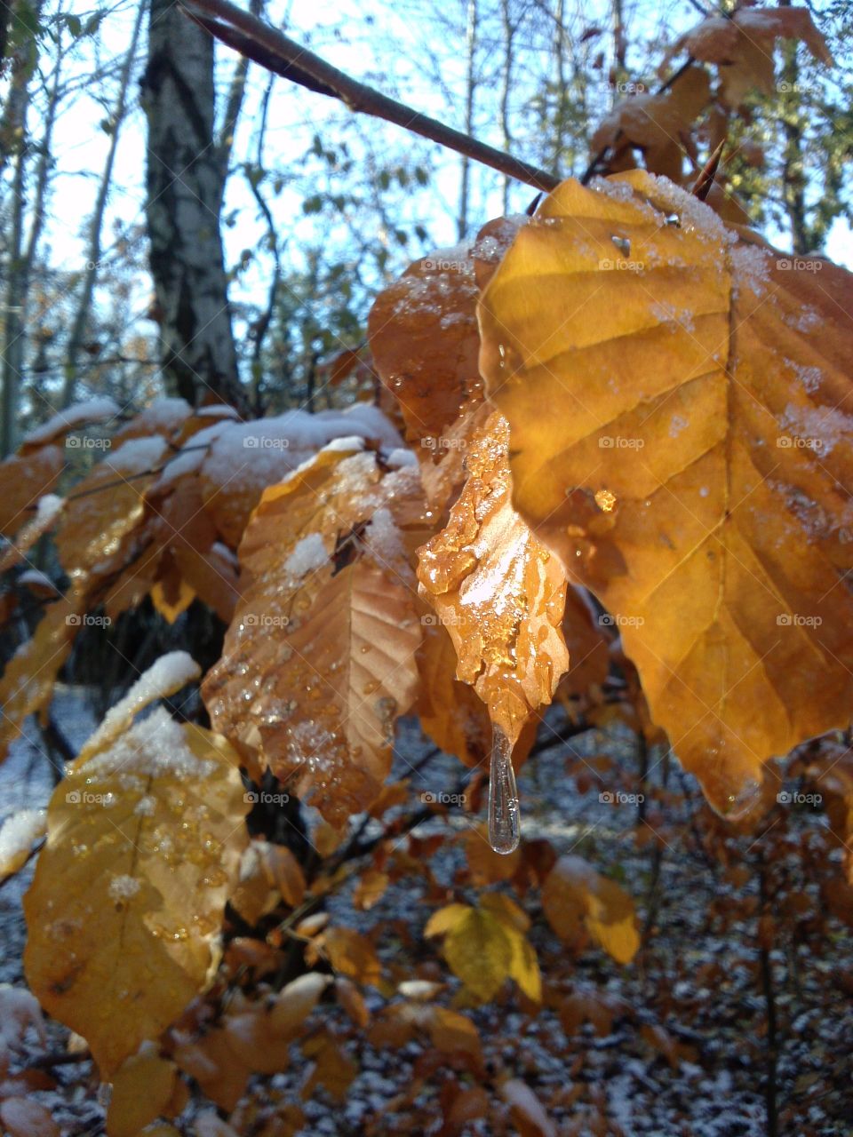 into icy woods