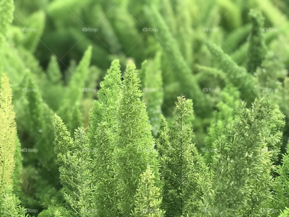 Beautiful little, vibrant green plants
