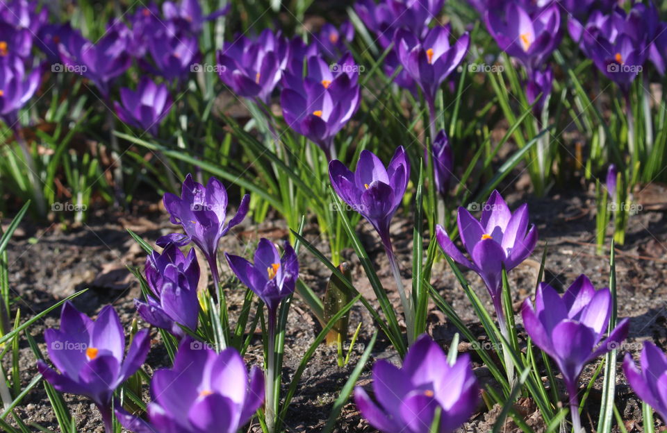 Field of spring flowers.