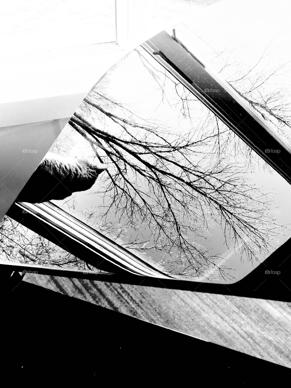 Darling curious tabby cat enjoying sitting in window with beautiful reflection being captured in baby grand! 