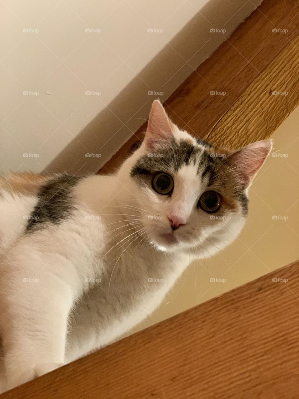 Cat staring at something from a wooden beam 