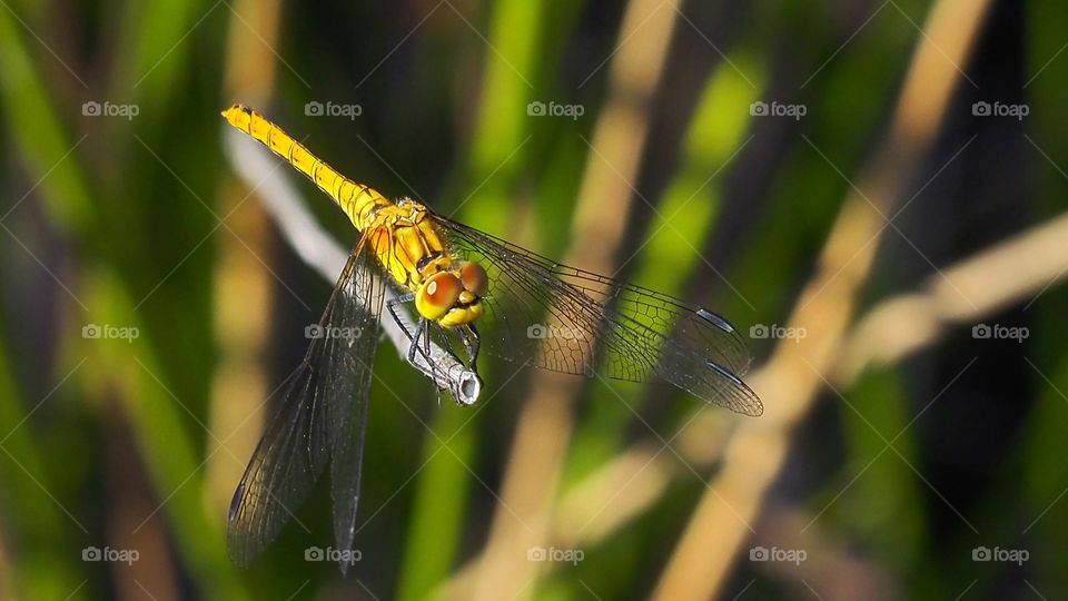 Sympetrum striolatum