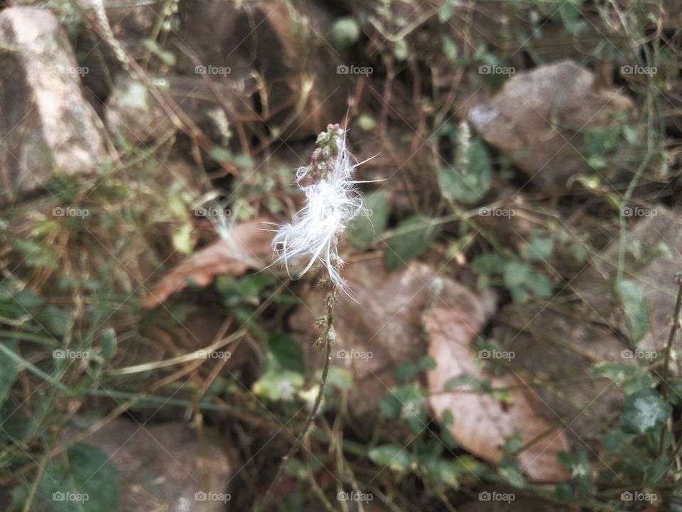 One flower grows in wild plants