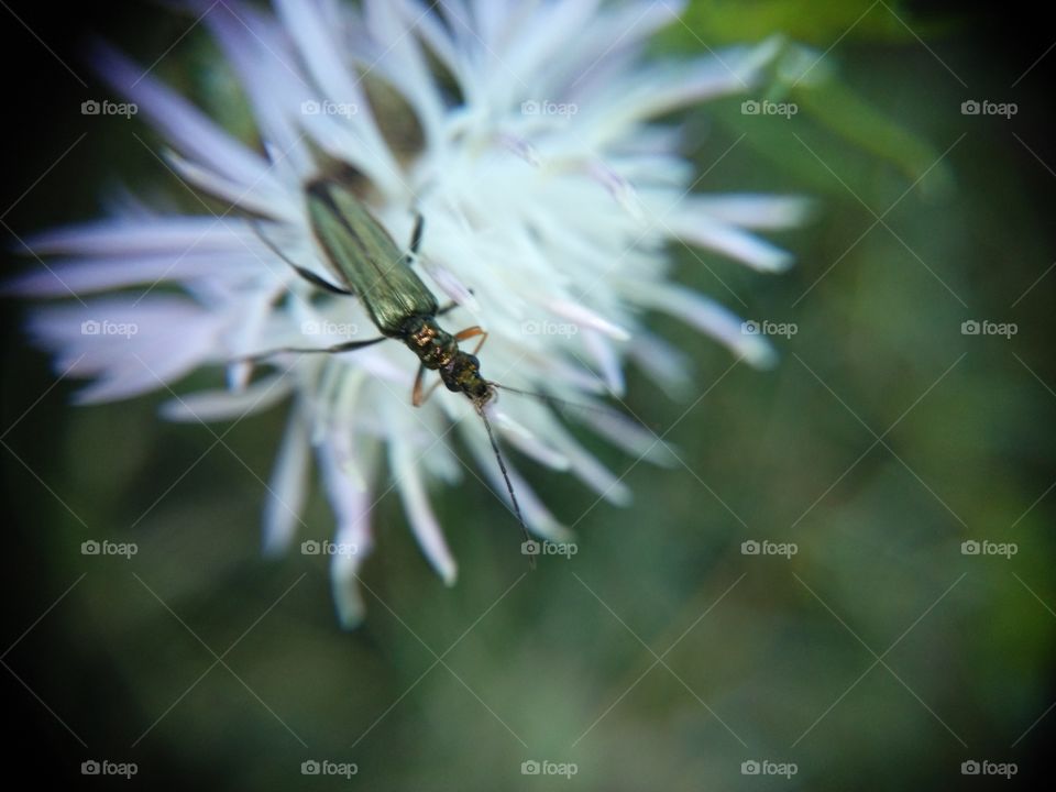 Insetto su fiore