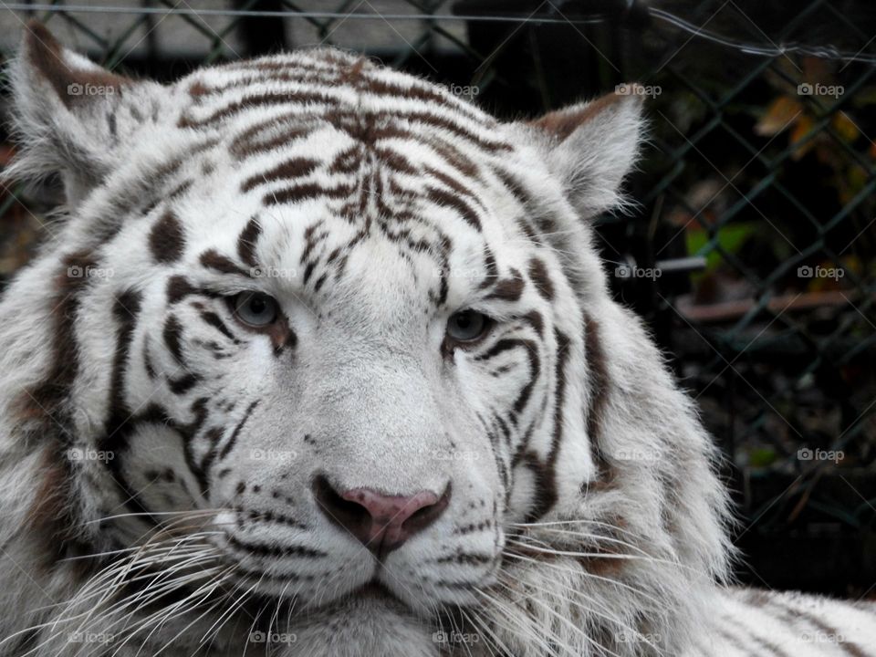 Majestic albino tiger