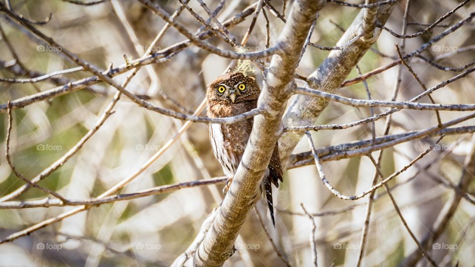 Portrait of owl perching on tree branch