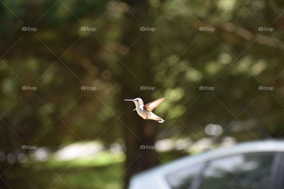 Tiny hummingbird in flight
