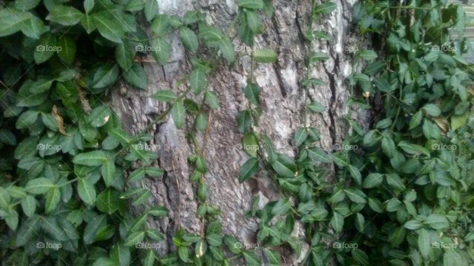 vines on a trunk