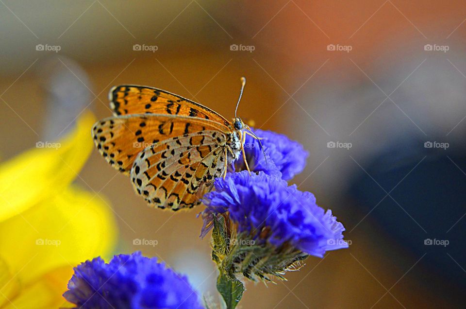 Complementary Colors