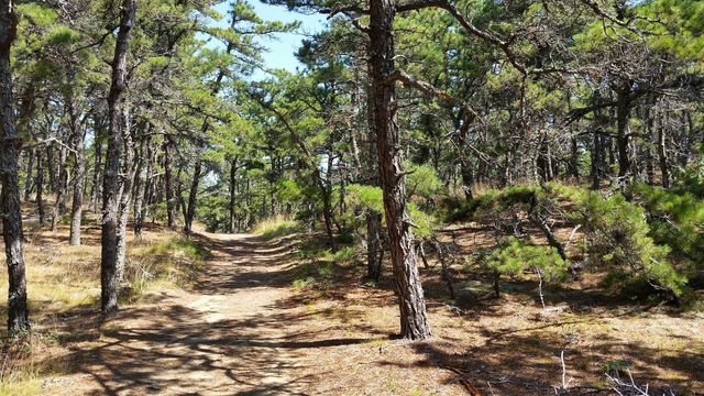 Forest trail