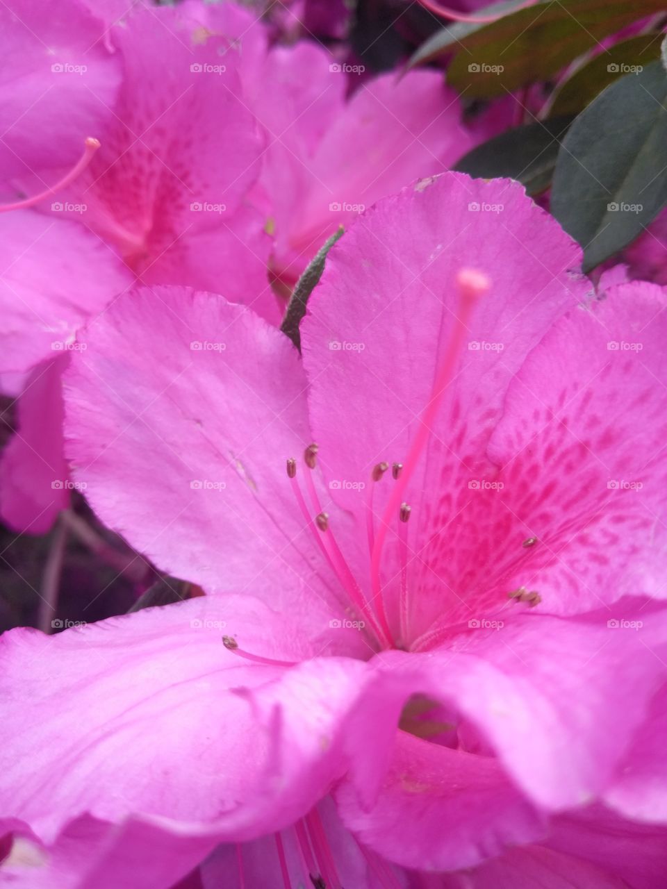 a vibrant pink close up of azalea flowers