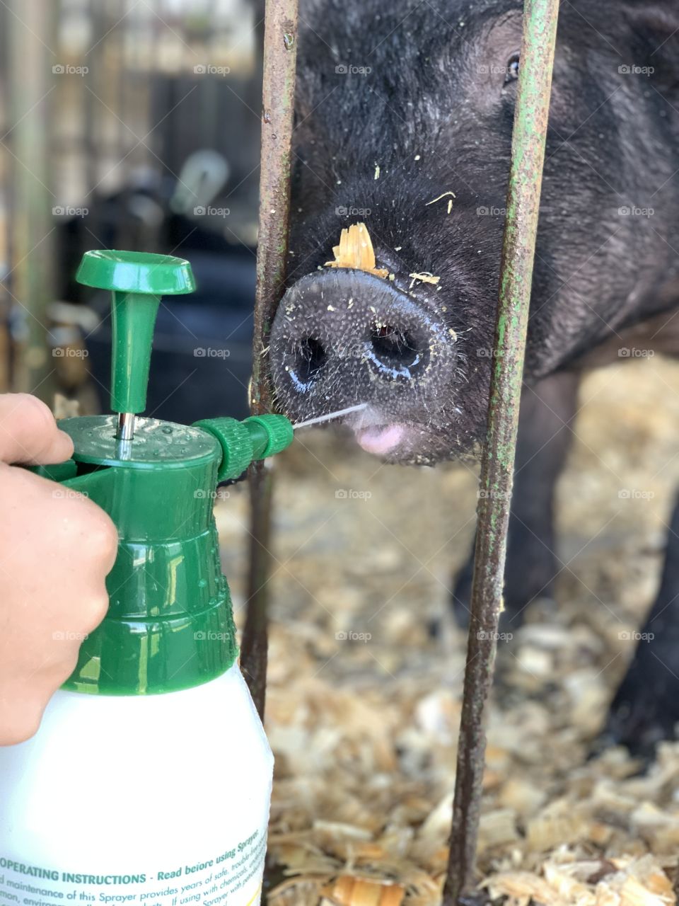 4H fair watering the pig