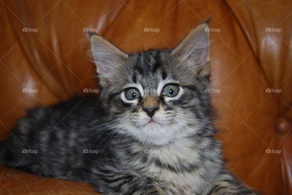 Tabby Kitten close up