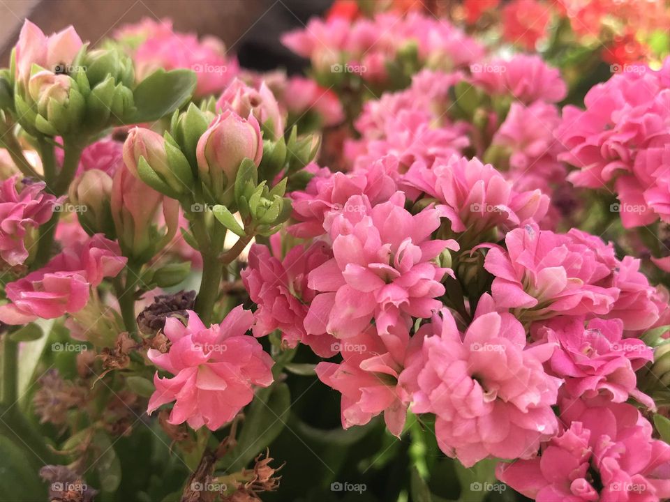 Pink flowers