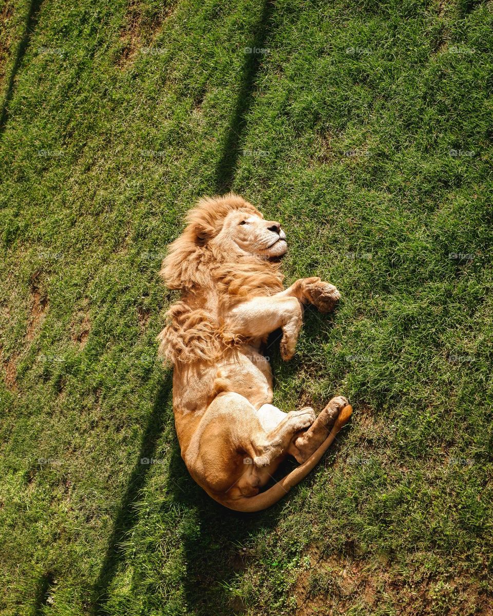 Sleepy lion