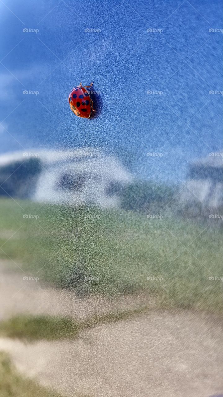 ladybug!