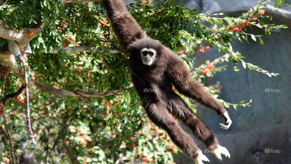 A Gibbon ape at my local zoo swinging from branch to branch. 