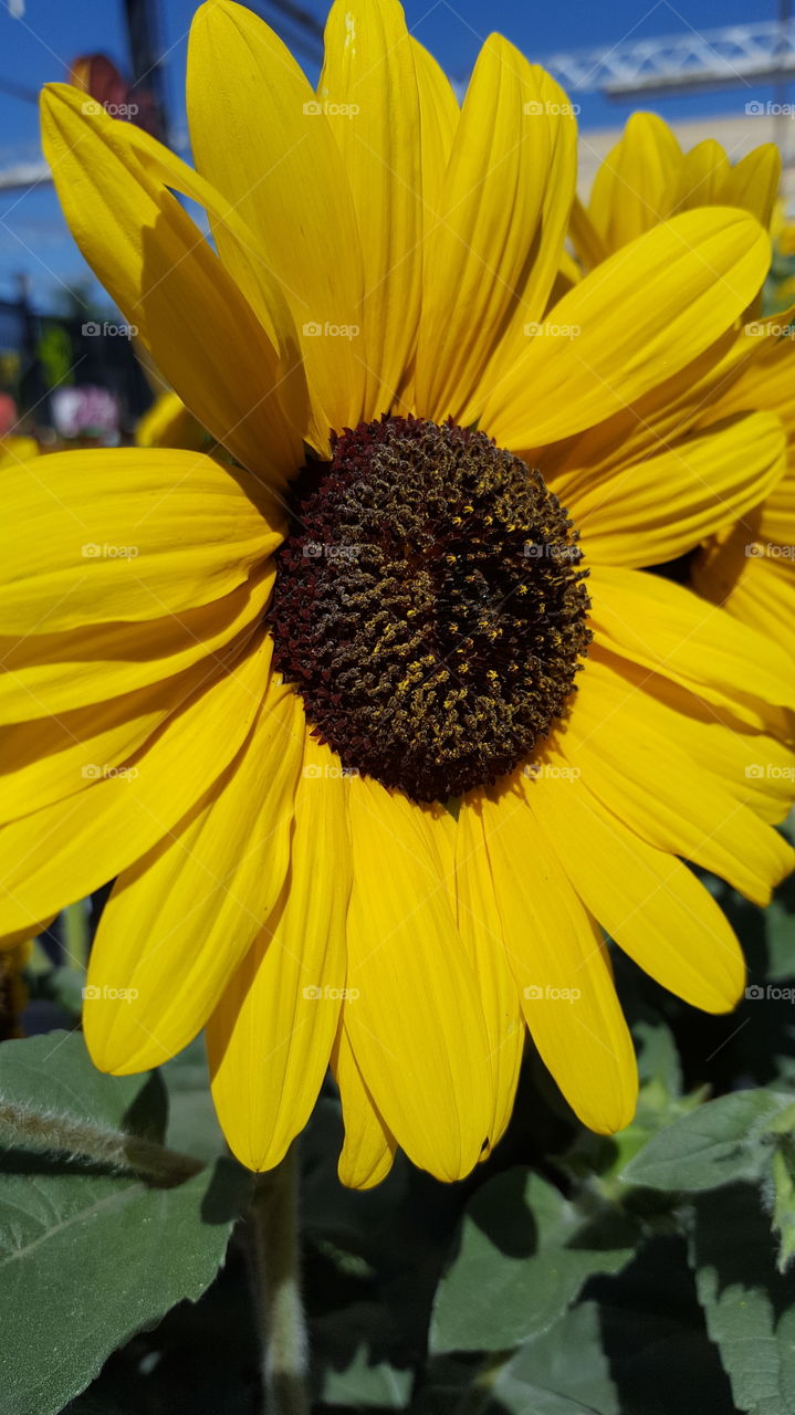 sunflower